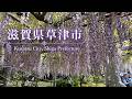 滋賀県草津市の藤のスポット Wisteria Spots in Kusatsu, Shiga | Japan (2026)