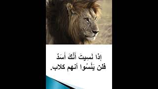 أقوال خلدها التاريخ عن الأسد #shorts #أقوال_خلدها_التاريخ #اقتباسات