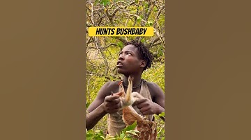 Hadzabe Tribe - catches BUSHBABY - Survival In jungle skills