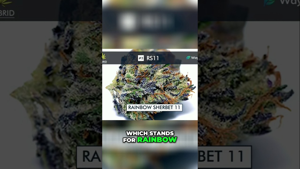 RS-11: The Strain Everyone’s Chasing! | 