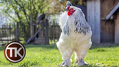 Ayam Terbesar Di Dunia Youtube