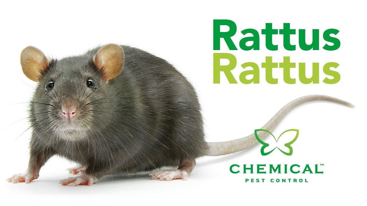 Aviación diferente a Delincuente uccidere topi con coca cola entrada