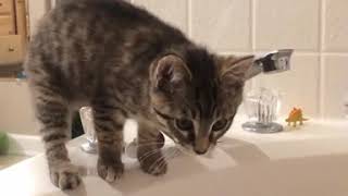 Funny | Cute | Fails Cat Compilation #15 by My Lovely Cat 8,059 views 3 years ago 4 minutes, 51 seconds