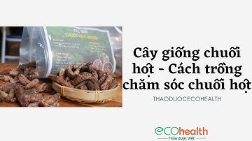 Cây giống chuối hột - Cách trồng chăm sóc chuối hột