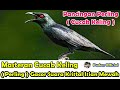 Masteran Cucak Keling Perling Gacor Suara Kristal Isian Mewah Mp3 - Mp4 Download