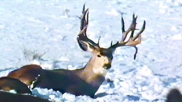 Golden Age of Mule Deer Hunting