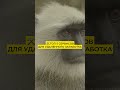 ТОП 5 СЕРВИСОВ ДЛЯ УДАЛЕНКИ #shorts