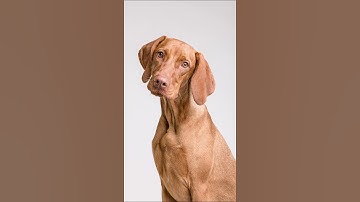 Remove background in ONE CLICK and change background color | PHOTOSHOP TIPS & TRICKS #shorts