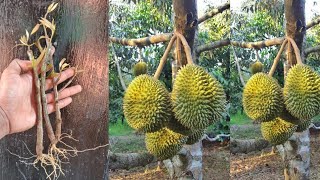 Keahlian unik perbanyakan pohon durian dengan stek batang menggunakan teknik rahasia