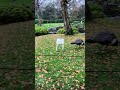 The Most Romantic Holland Park Wedding Clip