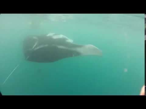 Oceanic Manta, Deep South Komodo