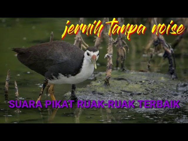 SUARA PIKAT RUAK-RUAK TERBAIK, 5 MENIT LANGSUNG DATANG class=