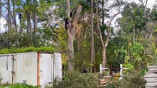 Gumtree and Pine Tree Removal. Tree Service Brisbane Australia.