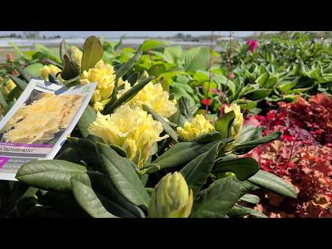 Video: Rhododendron Yellow