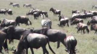 Tanzanie Safari.wmv