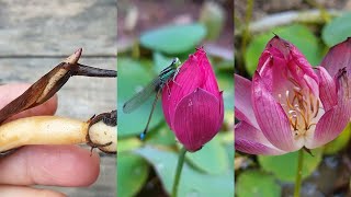 I grow the mini lotus in pot with lotus roots, bloom after 66 days