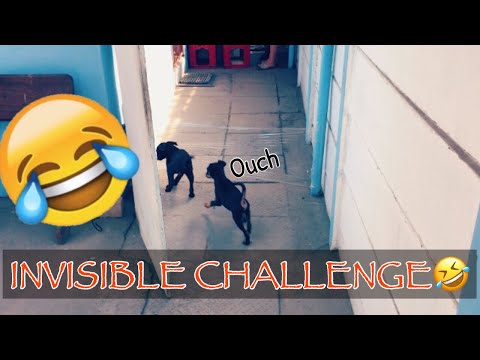 my-dogs-reaction-to-the-invisible-challenge