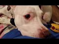Service dog deep pressure therapy while sitting on the floor Service dog deep pressure therapy while sitting on the floor