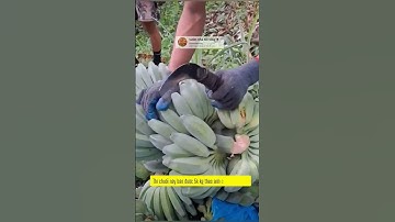 tách buồng chuối xanh 5k #shorts #videoviral
