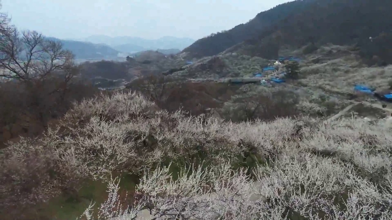 [Bebop drone 1] the plum flower festival in Gwangyang, Korea [by eecn]