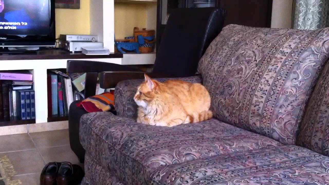 solving the cat problem - YouTube