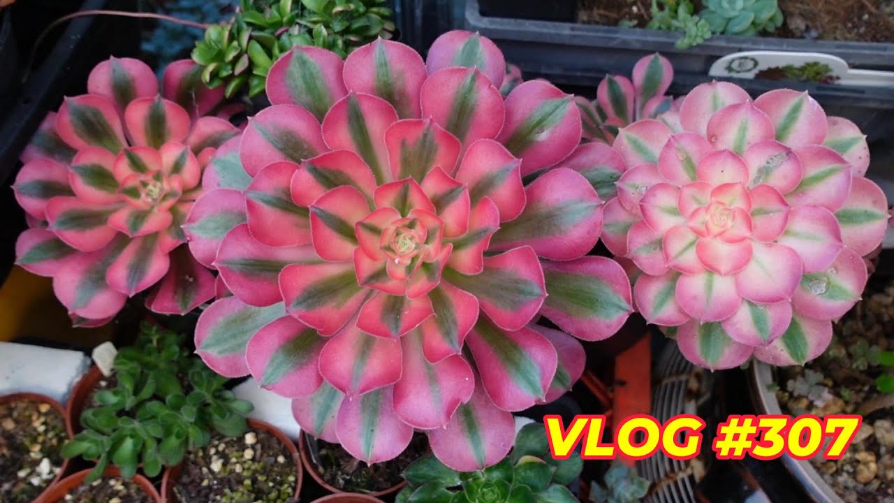 Where To Grow Succulents - HIGHLAND vs LOWLAND | VLOG #307