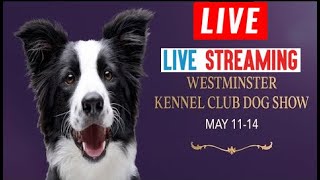 Westminster Dog Show Full Show Live Stream | 148th Annual Westminster Kennel Club Dog Show Live