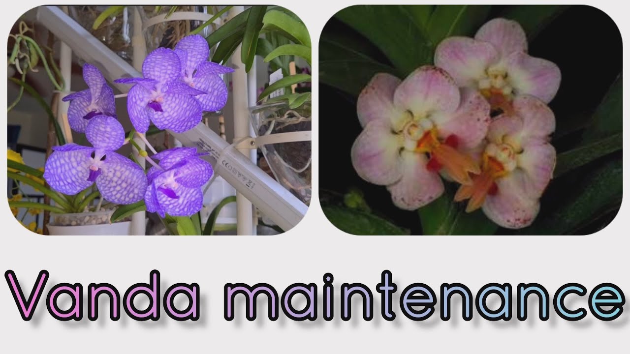 🌾Vanda orchids repotting into bark