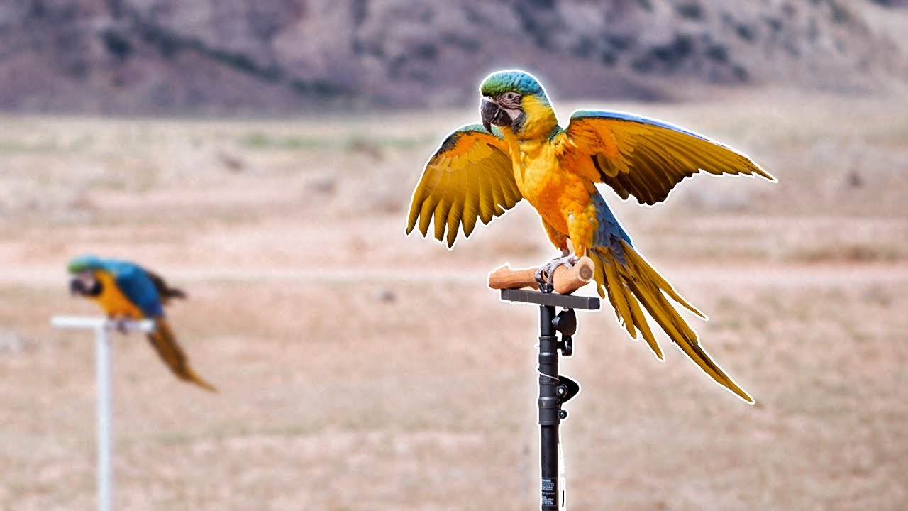 Meet Yolo The Catalina Macaw