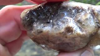 Rock Hounding A Petrified Forest , California ExploreQuest 4 Treasure # 68  By: Quest For Details