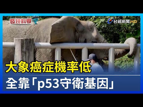 大象癌症機率低 全靠「p53守衛基因」【發現科學】