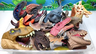 30 Dinosaur Heads! Full of Dino Box with T-Rex, Stegosaurus, Triceratops