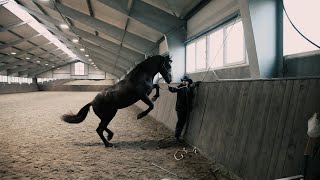 Trenger Du Hjelp Med Hesten Din? Kontakt Hawk Horsemanship I Dag