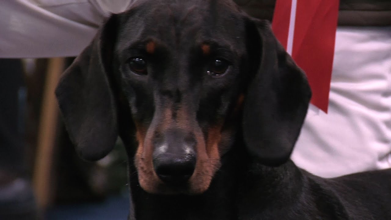 City of Birmingham 2014 - Hound group best in show imdb