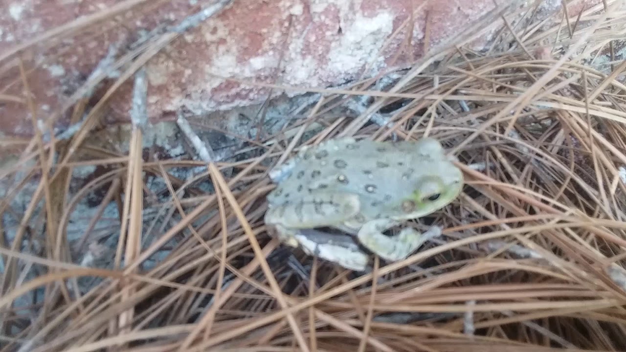 Barking Tree Frog YouTube barking-tree-frog-youtube