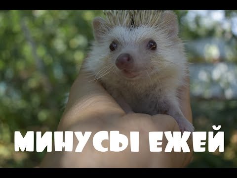 РЕАЛЬНЫЕ МИНУСЫ ЕЖА