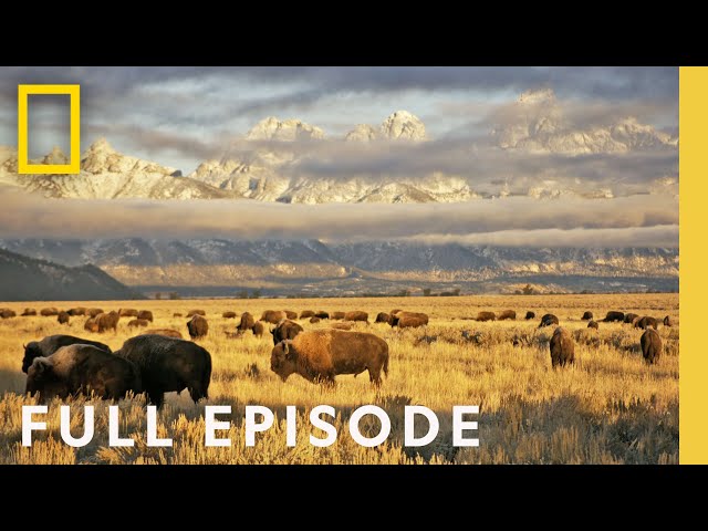 Wild Yosemite (Full Episode) | America's National Parks class=