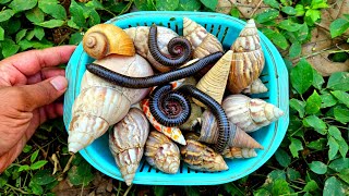 Hunting Snail, Cute Fish | Mencari Bekicot, Kaki Seribu Dan Menangkap Ikan Hias, Ikan Mas, Ikan Naga