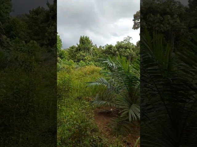 Kondisi sawit yang tak terurus dan dikelilingi rumput dan semak belukar class=