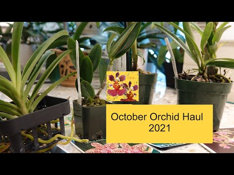 Unboxing (Unwrapping) Four New Orchids | New Orchid Haul | Orchid Shopping with a Surprise Ending!