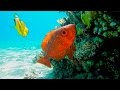 Подводный Мир Красного моря Египта ) [ Nature and Fish of the Red Sea of ​​Egypt Sharm El Sheikh]