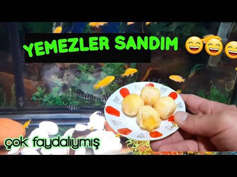 BALIKLARA HAŞLANMIŞ YUMURTA , akvaryum balıkları,