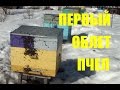 Облет пчел. Организация весеннего облета. Любительское пчеловодство с "0"