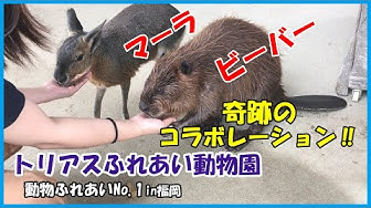 動物ふれあい Youtube