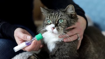 Cat DNA Test by Basepaws | Step-by-Step Instructions
