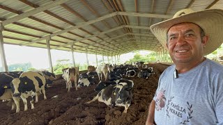 PRODUZINDO LEITE Á 33 ANOS - QUANTO PRODUZO COM VACAS LEITEIRAS EM UM ANO-GILMAR!