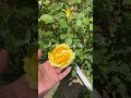 The Poet's Wife  David Austinザ・ポエッツワイフ　イングリッシュローズ　English Rose
