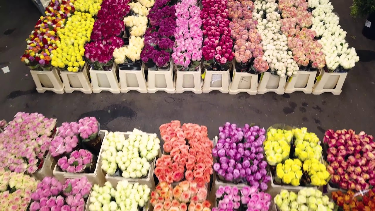 Wilh. Peters Blumengroßhandel aus Hamburg / für