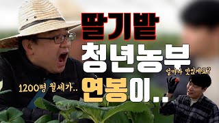 1200평 딸기농장 청년농부 연봉에 입이 뜨억!!!!