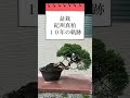 盆栽 紀州真柏の10年